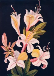 Azalea de California, c. 1915