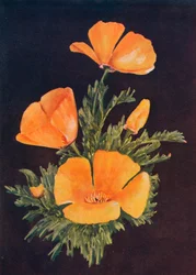 Amapola de California, c. 1915