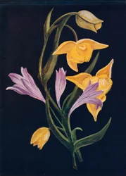 Linterna de Diógenes y Brodiaea de la cosecha