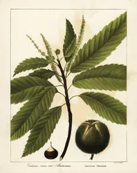 Castaño americano, Castanea dentata Castanea vesca var