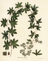 Helecho trepador americano o helecho de Hartford, Lygodium palmatum
