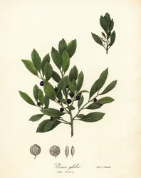 Té de los Apalaches, hojas de tinte, baya de invierno, baya de gallo y baya de tinta, Ilex glabra
