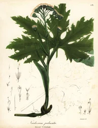 Dáctilo ártico o petasita ártica, Petasites frigidus var