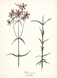 Phlox aristata, Phlox aristata