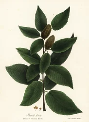 Abedul negro o abedul cerezo, Betula lenta