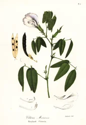 Guisante de mariposa, alas de paloma del Atlántico o clitoria de Maryland, Clitoria mariana