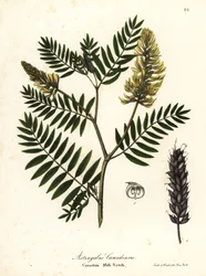 Vainilla canadiense, Astragalus canadensis