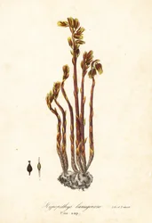 Pipa del holandés, falsa gota de haya, pinesap o nido de pájaro amarillo, Monotropa hypopitys (Pine-sap, Hypopithys lanuginosa)