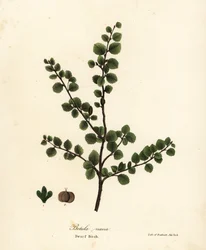 Abedul enano, Betula nana
