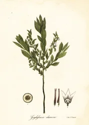 Arándano enano, arbusto de arándano o gopherberry, Gaylussacia dumosa