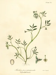 Falsa sirena, Floerkea proserpinacoides