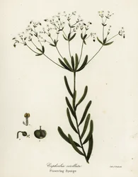Tártago en flor, Euphorbia corollata