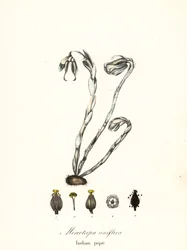 Planta fantasma, pipa fantasma, pipa india o planta cadáver, Monotiopa uniflora