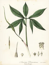 Dragón verde o raíz de dragón, Arisaema dracontium