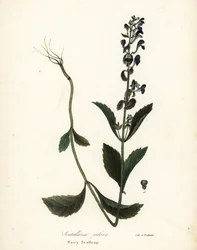 Escutelaria peluda, Scutellaria elliptica (Scutellaria pilosa)