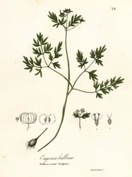 Presagio de la primavera, pimienta y sal o erigenia de raíz bulbosa, Erigenia bulbosa