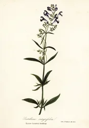 Flor de casco, escutelaria de casco o escutelaria de hoja entera, Scutellaria integrifolia