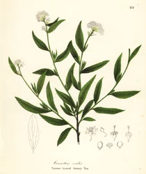 Té de Jersey, Ceanothus herbaceus (Té de Jersey de hoja estrecha, Ceanothus ovalis)