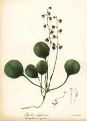 Gaulteria de hoja de hígado, gaulteria de pantano o gaulteria rosa, Pyrola asarifolia (gaulteria de pantano, Pyrola uliginosa)