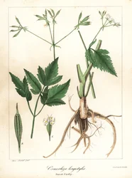 Cicely dulce de estilo largo, sweetroot de estilo largo o sweet cicely, Osmorhiza longistylis