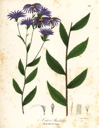 Aster áspero bajo o aster de madera áspera, Eurybia radula (Rasp-leaved aster, Aster radula)