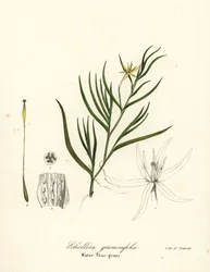 Llantén de fango o jacinto de agua, Heteranthera dubia (hierba estrella de agua, Schollera graminifolia)