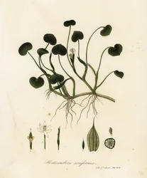 Plátano de barro o jacinto de agua, Heteranthera reniformis