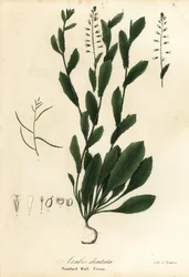 Murbeckiella pinnatifida (berro de pared dentado, Arabis dentata)