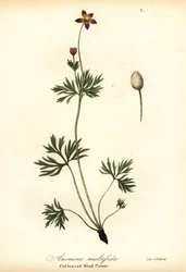 Anémona del Pacífico o flor de viento de hoja cortada, Anemone multifida