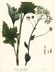 Plátano indio pálido, Arnoglossum atriplicifolium (Cacalia atriplicifolia)