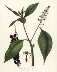 Phytolacca americana (Phytolaca decandra)