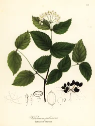 Viburnum pubescente, Viburnum pubescens