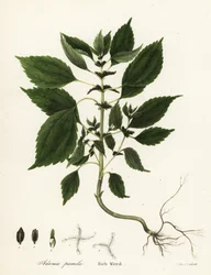 Hierba rica, Adenia pumila (¿Collinsonia canadensis?)