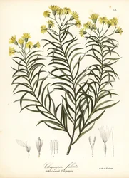 Pityopsis falcata (Chrysopsis falcata)