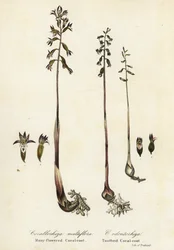 Corallorhiza maculata y Corallorhiza odontorhiza (Corallorhiza multiflora y Corallorhiza dentada)