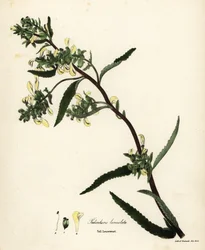 Hierba piojo alta o hierba piojo de pantano, Pedicularis lanceolata