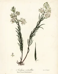 El algodoncillo, el algodoncillo oriental, el algodoncillo de cola de caballo o la hierba de golondrina de hoja blanca, Asclepias verticillata