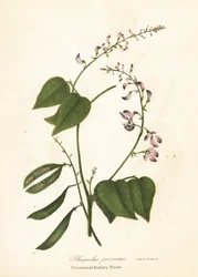 Frijol silvestre, Phaseolus polystachios (Frijol perenne, Phaseolus perennis)