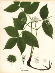 Zarzaparrilla silvestre, Aralia nudicaulis