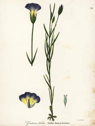Gentianopsis detonsa (Gentianopsis detonsa)