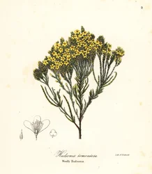 Brezo de playa lanudo, brezo de playa, brezo de arena o hudsonia lanuda, Hudsonia tomentosa