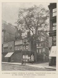Un hito literario de Londres en peligro, el plátano de Wordsworth en la esquina de Wood Street, Cheapside