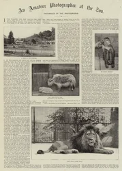 Un fotógrafo aficionado en el zoológico