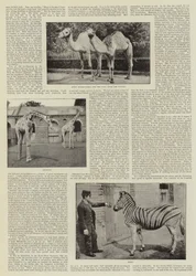 Un fotógrafo aficionado en el zoológico