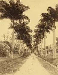 Bridgetown, Barbados, una avenida de palmeras