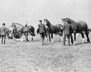 Juzgando caballos Shire en la Feria Agrícola de Oxfordshire, ilustración de The King, 25 de mayo de 1901