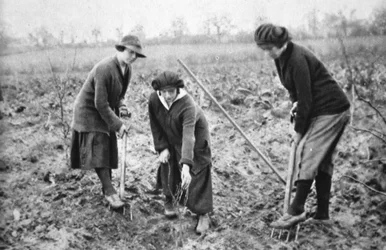 Agradable, rentable, patriótico: en una granja de frutas en Letchmore Heath, cerca de St. Albans, de The Illustrated War News, 2 de agosto de 1916