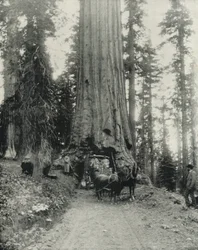 "Wawona" Gran Árbol, Mariposa Grove, California