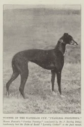 Ganador de la Copa Waterloo, Fearless Footsteps
