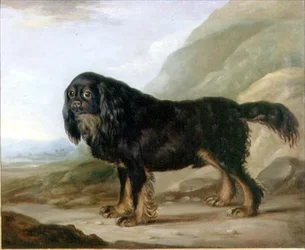 Un Spaniel King Charles en un Paisaje